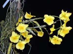 Bild von Dendrobium sukhakulii 1